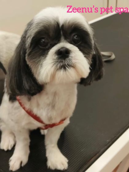 Zeenu's Pet Spa - Dog Grooming & Spa Breed-Specific Styling: Shih Tzu, Lhasa & More photo 6