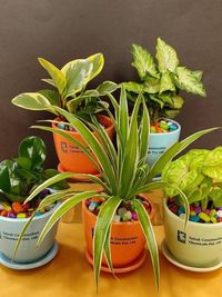 Corporate & Personal Plant Gifting