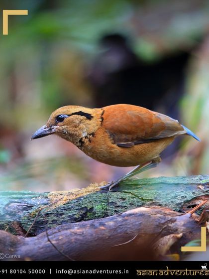 Global Wildlife Adventures photo 13