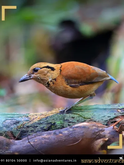 A Hooded Pitta, a shy but brilliantly colored ground-dwelling bird, pauses on a log in the Danum Valley. Pittas are a favorite among birders, and our Borneo itinerary is designed to maximize chances of spotting them.