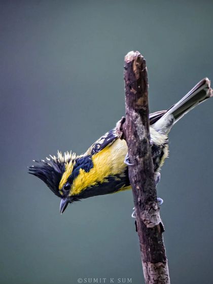 A Himalayan Black-lored Tit, named for the black patch between its eye and beak. Its yellow and black pattern and punk-rock crest make it a standout in the Himalayan forests.