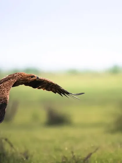 A Tawny Eagle in flight, captured from a different angle as it banks against the sky.