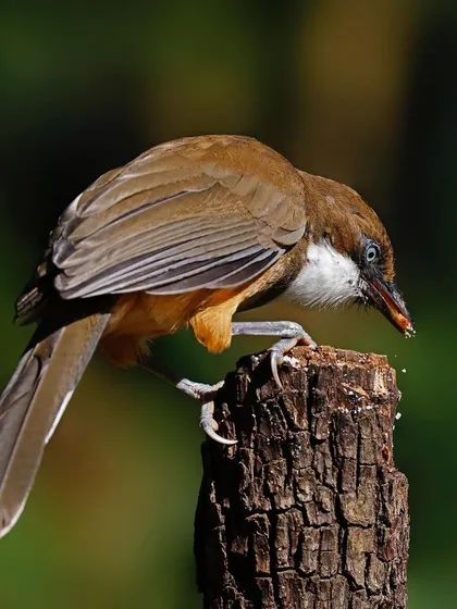 A White-throated Laughingthrush forages for food on top of a wooden stump. The bird's posture, leaning down to eat, creates a dynamic and engaging image.