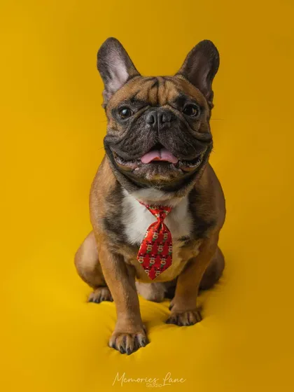 Personality just pops with a splash of color. This dapper French Bulldog, complete with a smart red tie, shows off his playful and charming character against a vibrant yellow background.