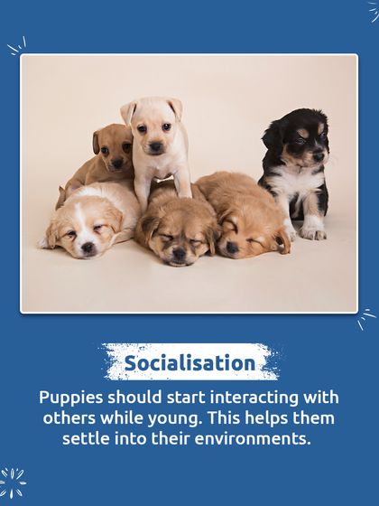 Early socialization is key to raising a confident and well-adjusted dog. Allowing puppies to interact with others in a safe environment helps them settle into the world.