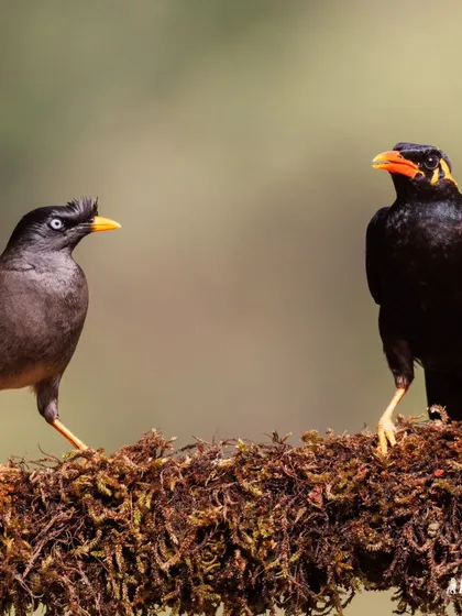 A Jungle Myna and a Southern Hill Myna, two species from the same starling family, sharing a perch. It's interesting to observe the hierarchy and interactions between different species.
