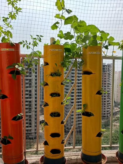 Another angle of a balcony garden, showing how the towers fit neatly into a small space, with plants climbing towards the sun.