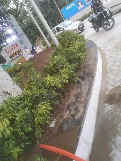 A close-up of freshly planted hedges at a commercial site, showing the new soil and irrigation piping. We ensure every plant gets a healthy start.