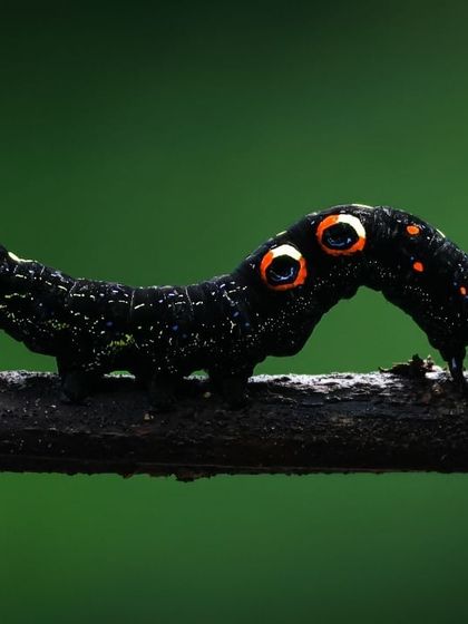 The striking Fruit-piercing moth caterpillar, with its large, intimidating eye-spots that serve to deter predators.