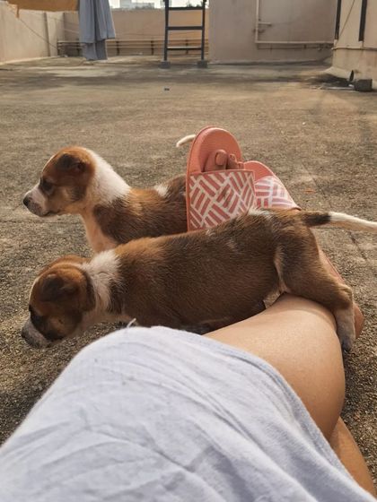 The two foster pups exploring the rooftop. It was wonderful to watch their confidence grow each day.