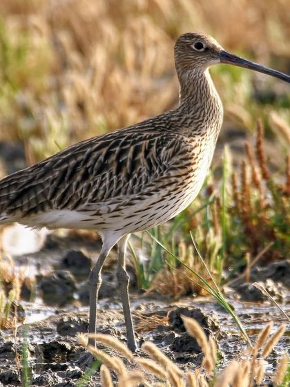 Wonders of the Wetlands & Coast photo 3