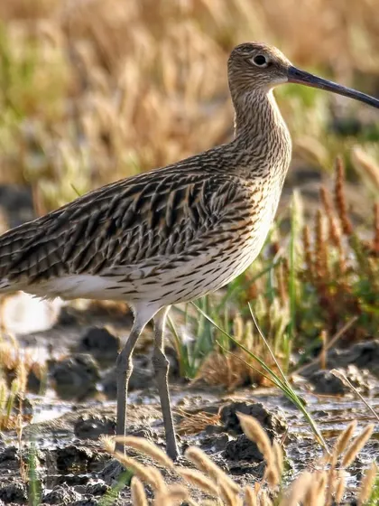 The Eurasian Curlew, with its incredibly long, curved bill, is a large and impressive wader. This bill is a specialized tool for probing deep into the mud for food, a behavior we often observe on coastal trips.