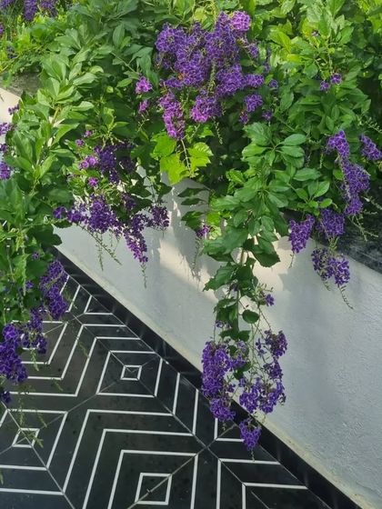 A cascading purple Duranta plant drapes over a wall, its vibrant color contrasting beautifully with the black and white geometric tiles below. This is a perfect example of using plants to add color and movement.
