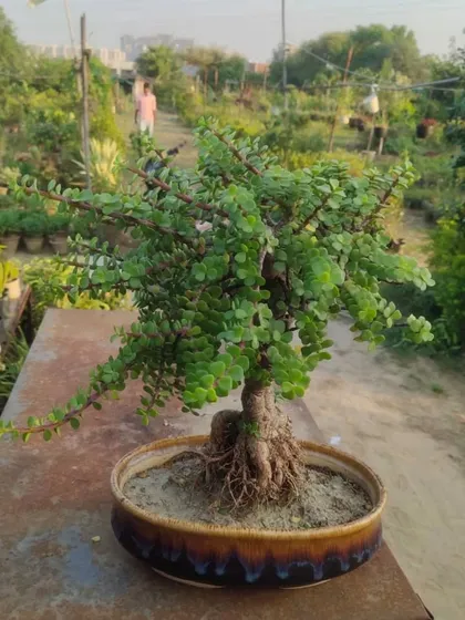 A well-established Jade bonsai in a ceramic pot, seen here at the nursery.