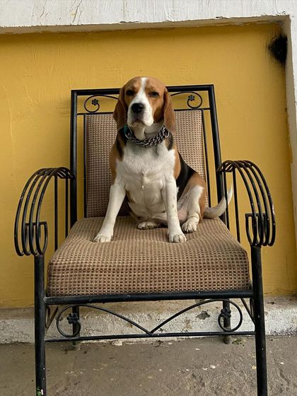 The king on his throne again. This Beagle has a lot of personality.