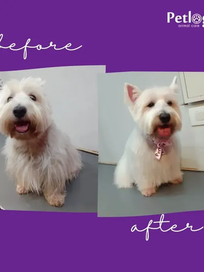 A happy pet makes us happy. This Westie's transformation resulted in a bright white coat and a very happy expression.