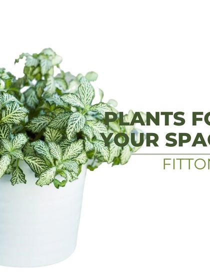 Treemendous - Interior & Exterior Plantscaping Meet Our Favorite Plants photo 8