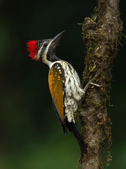 A Lesser Goldenback clings vertically to a mossy tree trunk, showcasing its specialized feet and stiff tail feathers used for support.