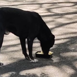 The Earth School - Nature & Community Engagement Programs Community in Action: Giving Back & Celebrating Together photo 24