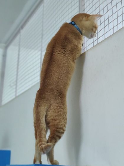 Sammy's Nest - Home Boarding for Small Pets Our Cat-Proof Home: Play & Rest photo 19