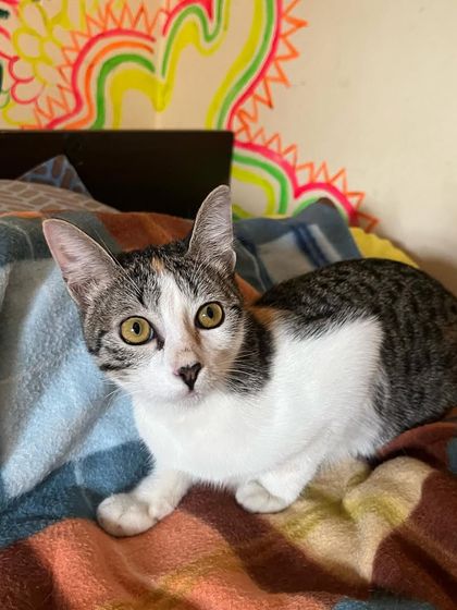 Maya exploring the bed. For a little kitten, a big bed is a whole new world to conquer.