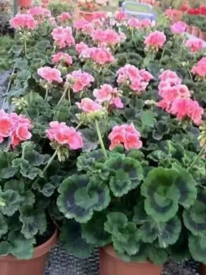 A bed of healthy pink Geraniums with their characteristic dark-zoned leaves, ready for planting.