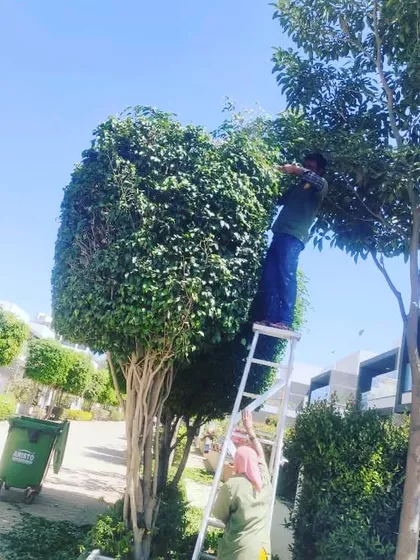 We perform expert tree and shrub shaping, even for tall or complex plants. Our team uses ladders and proper tools to carefully prune and shape this large topiary, maintaining its beautiful form and promoting healthy growth.
