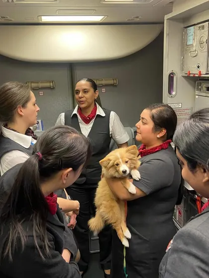 More love for Teddy from the cabin crew! His calm and friendly nature is a testament to good preparation and a comfortable travel experience.