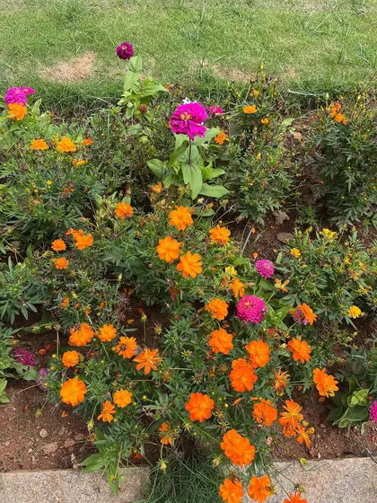 A patch of bright orange and pink cosmos flowers growing in a garden. Flowers like these are a wonderful source of natural color for my eco-printing and dyeing work.