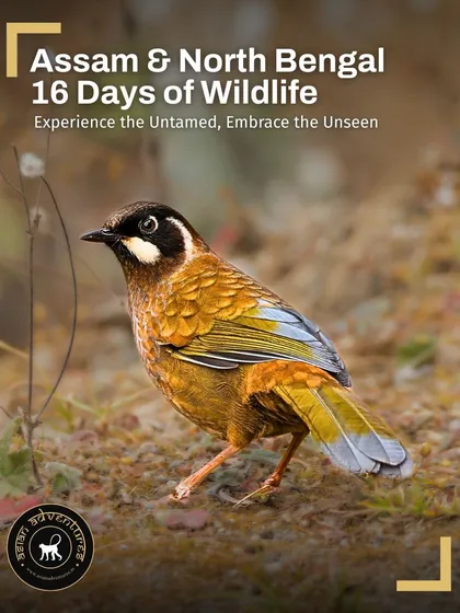 A Chestnut-crowned Laughingthrush, a colorful and social bird, is featured on our Assam & North Bengal tour poster. This 16-day journey takes you through the birding hotspots of Northeast India.