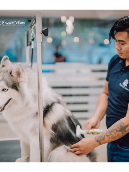 PawsnCollars - Pet Grooming & Spa The Holistic Spa Experience photo 11