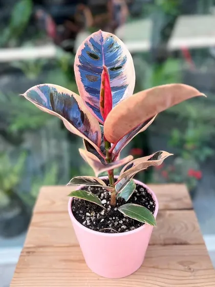 A close-up of the Ficus Elastica 'Ruby', also known as the Pink Rubber Plant. Its beautiful pink, cream, and green variegation makes it a true showstopper.