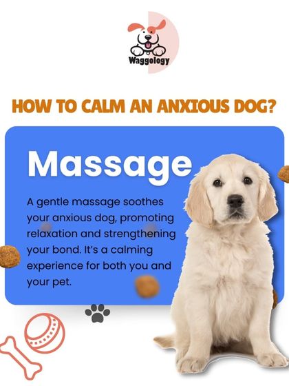 A gentle massage is a simple yet powerful way to soothe an anxious dog. It promotes relaxation, strengthens your bond, and provides a calming experience for both you and your pet.