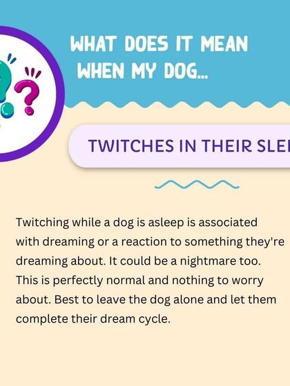 Furry Story - Pet Sitter & Home Boarder Training Reading Your Dog: Body Language & Behavior photo 6