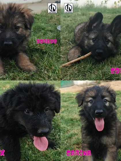 More puppies from the "Constellation" litter. We raise them to be strong and healthy, with superb temperaments suitable for sport or protection work.