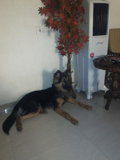 Furever Safe - Pet Boarding & Day Care Additional Guest Diaries photo 66