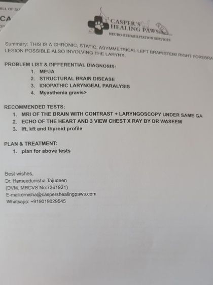 PL Paws - Animal Rescue & Rehabilitation How Your Donations Help: Our Medical Cases photo 24