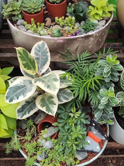 We love creating custom plant arrangements in wide, shallow bowls. This image shows two examples, one with a variety of succulents and another featuring a mix of foliage plants like Ficus Tineke and Golden Pothos.