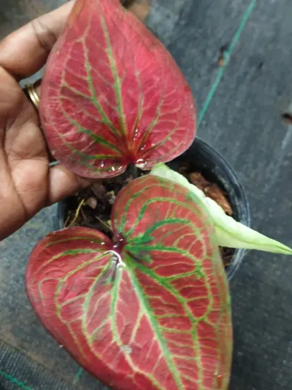 Another stunning red Caladium variety.