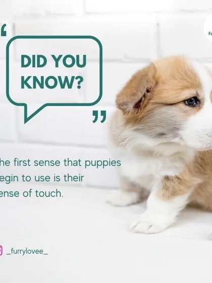 Did you know that a puppy's first sense is touch? I believe that understanding these fun facts helps you connect with your new family member on a deeper level.