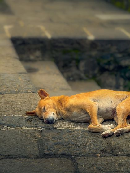 Garima Bhaskar - Photography Services Travel Diaries: Global & Local photo 146