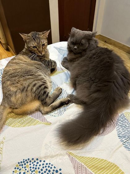 Noor and Muezza on a bed together. They often groom each other and are truly best friends. They will bring double the love to their new family.