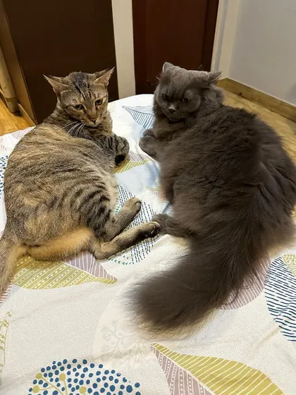 Noor and Muezza on a bed together. They often groom each other and are truly best friends. They will bring double the love to their new family.