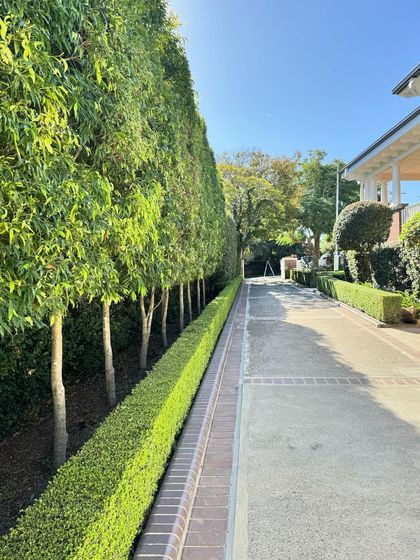 A long driveway lined with a perfectly clipped low hedge and a row of pleached trees. This creates a formal, impressive entryway while providing a green screen for privacy.
