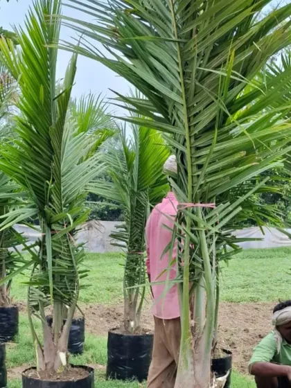 My team tending to the Florida Palms.