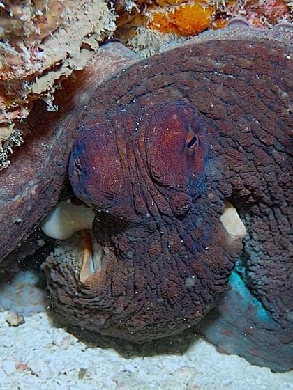 An octopus hiding amongst the corals. The diversity of life around Sipadan is just staggering.