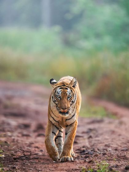 Tigers of India's Jungles photo 5