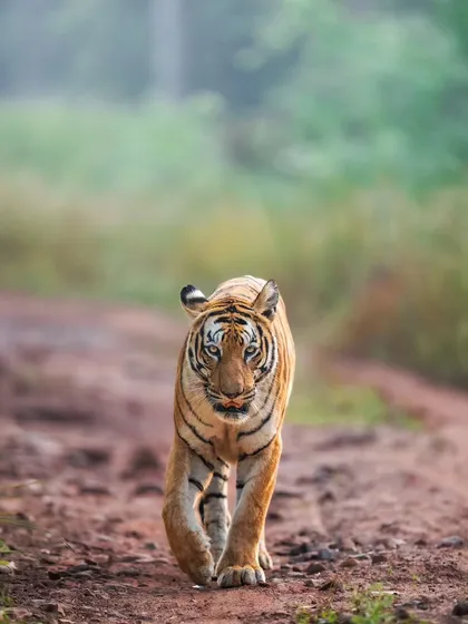 A tiger moving through the morning mist. Atmospheric conditions like fog can transform a scene, and I teach you how to use them to create moody and artistic shots.