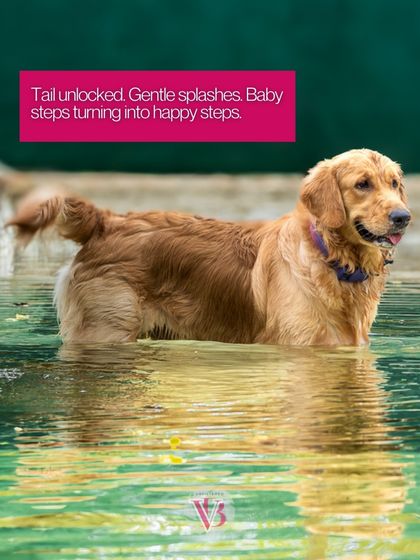 The tail has unlocked! That happy wag is the sign that curiosity has turned into pure joy during this water adventure.