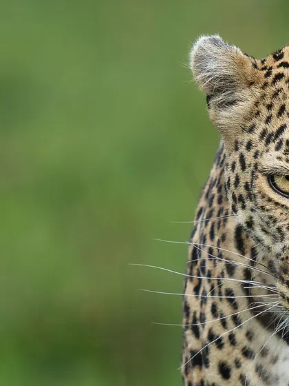 These images further explore the lives of Africa's big cats, from quiet portraits and family interactions to the drama of the hunt. Each one is a piece of the larger narrative we build on safari.
